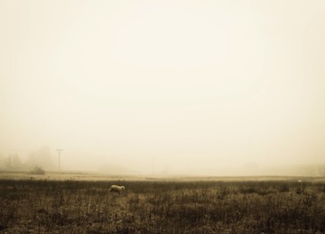 37419-sheep-on-plain-resized